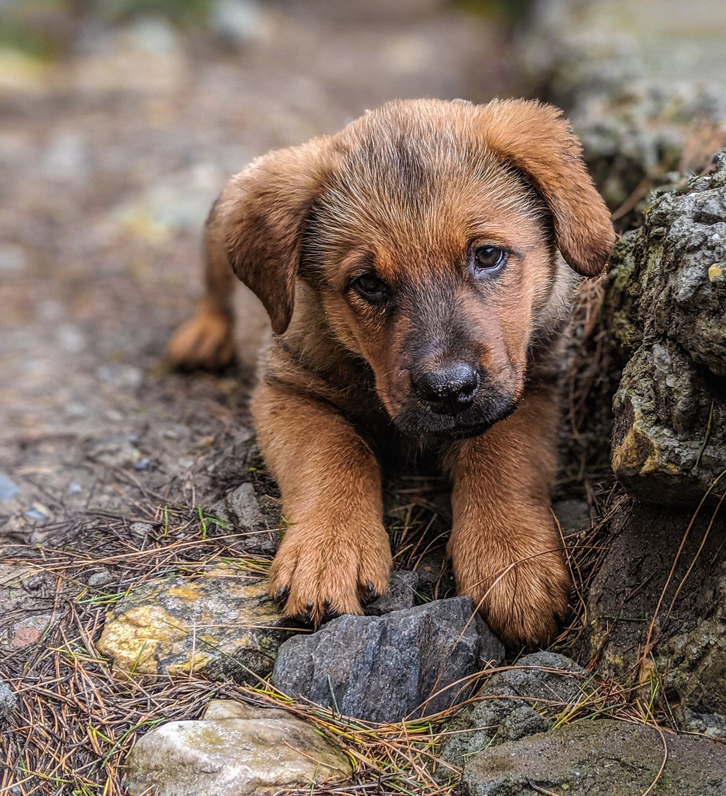 Himachal Pradesh Photo Of Brown Coated Puppy India Image Free Photo